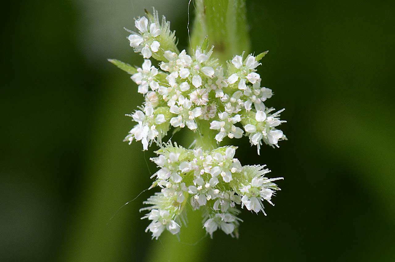 Torilis nodosa / Lappolina nodosa